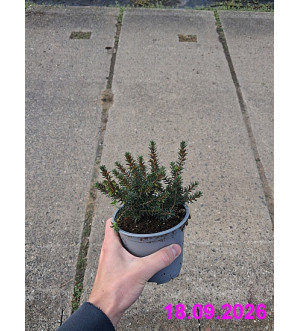Erica darl. 'Pink Harmony' P 10,5